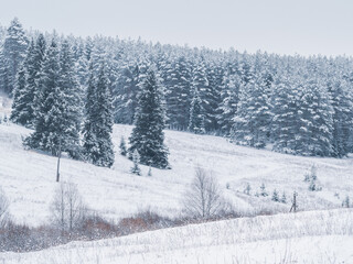Snow-covered hill with forest at the Stone Hill park on a frosty winter day. Beautiful landscape with conifer forest on snowy cloudy day. Frozen nature in fantastic white forest.