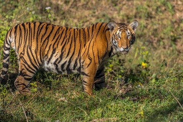 Fototapeta na wymiar Sub Adult Tiger at Bandipur Tiger Reserve