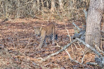 Leopard at Kabini, Nagarhole National Park, Karnataka, India