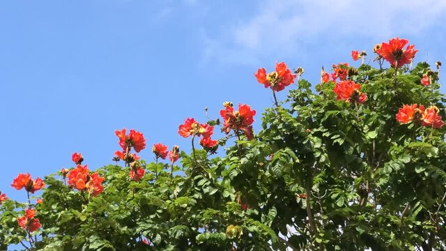 沖縄 那覇奥武山公園に咲くカエンボクの花