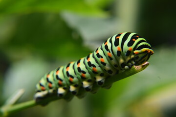 Makro Caterpillar