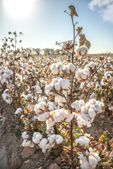 Cotton fields ready for harvesting