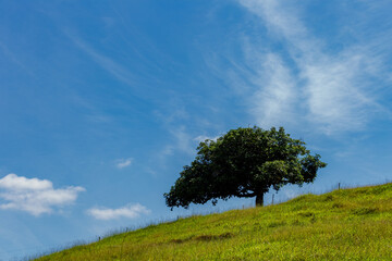 Árvore isolada em alto de morro de área rural brasileira 