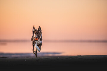 Border collie puppy playing at the beach at the sunset, dog in action, empty space, playful puppy