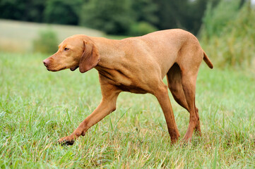 Magyar Vizsla on the field