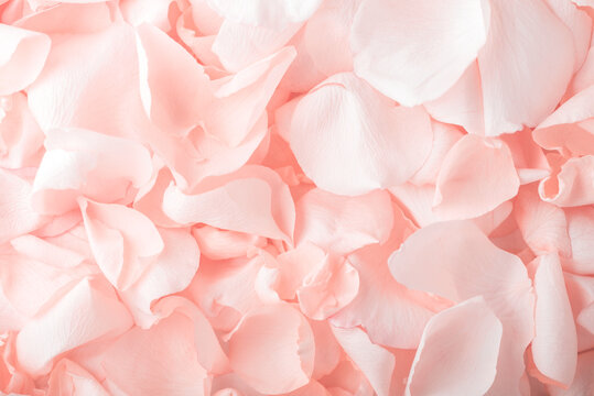 Pink rose petals. Valentine's day or Mother's day background. Flat lay. Top view
