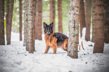 German shepherd dog in a wood in a snowy mountain landscape, nature, winter scenery
