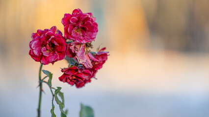 Postcard for March 8 or February 14 (Valentine's Day). Red rose on blurred background isolated. Frozen flower in cold winter peisage