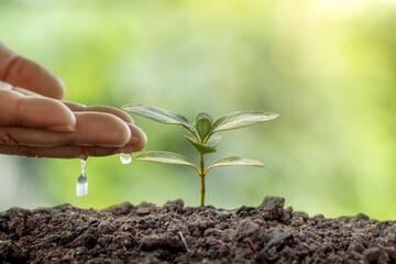 Man planting seeds and watering small plants on green background world environment day concept.