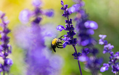 bee on a flower