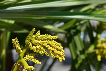 Chinese windmill palm