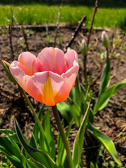 Beautiful Tulips Spring Flowers in the Garden