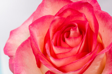 Pink rose background. Macro flower beautiful rose for a background image. Concept photograph for Valentines Day, Memorials and Weddings.