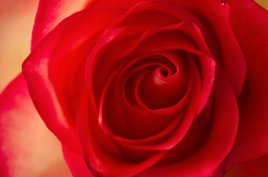 Rose background. Macro flower beautiful rose for a background image. Concept photograph for Valentines Day, Memorials and Weddings.