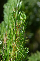 Dwarf mountain pine Mughus
