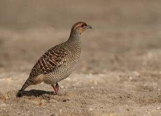 Closeup of a Grey francolin at adhari, Bahrain