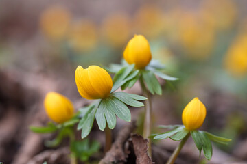 Small yellow aconites flowering in the bark and fallen leaves