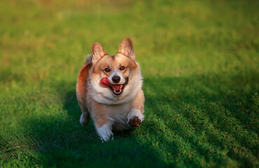  cute red corgi dog runs on the green grass in the summer sunny garden