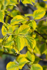 Flowering Dogwood Rainbow