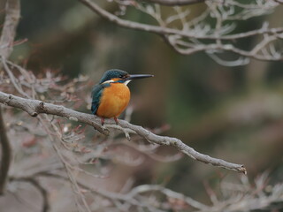 Fototapeta premium カワセミの雄