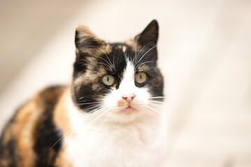 Tricolor marquis cat portrait close up face.