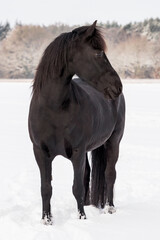 Obraz na płótnie Canvas horse in winter