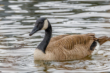 Close up of a Canada goose (Branta canadensis) swimming on open water during winter. Selective focus, background blur and foreground blur.
