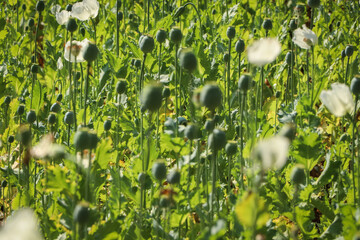 opium poppy flowers field in the mountains