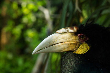 Rhino bird in a zoo on the island of Bali