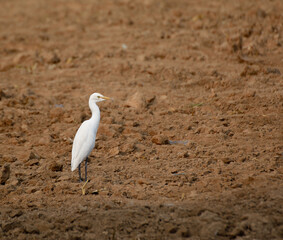 Portrait Egret is looking for food  with ground background
