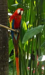 A parrot in a zoo on the island of Bali.