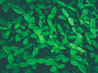 Fototapeta na wymiar tropical leaves, abstract green leaves texture, nature background