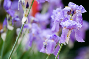 Blooming iris flowers in focus in the foreground with the petals covered with raindrops and many flowers blurred in the background