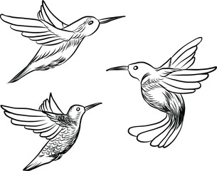 sketch, doodle, hand drawn illustration of hummingbird