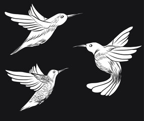 sketch, doodle, hand drawn illustration of hummingbird