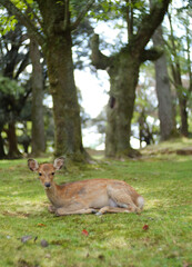 Friendly deer in Nara Park, Japan.