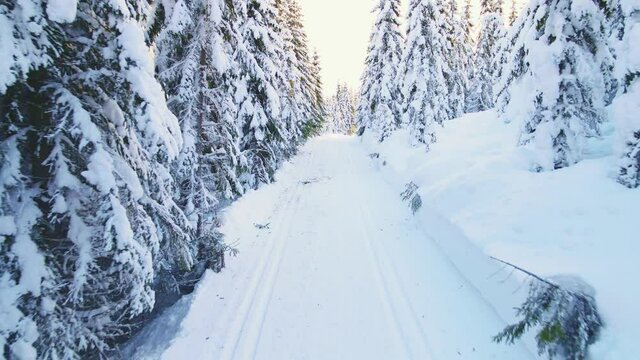 Moving along a cross country skiing slope through an idyllic winter forest with snow capped trees on a sunny afternoon.