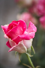 Colorful, beautiful, delicate rose with drops in the garden
