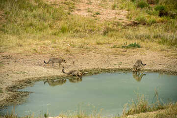 Baby Cheetah drinking water