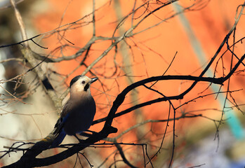 Beautiful bird Jay, among the branches on the background of the red wall..