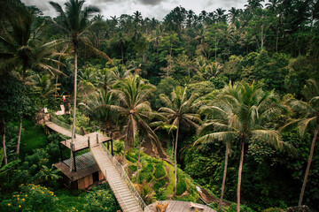 Fototapeta na wymiar Hike above the rice fields in Bali, Ubud, Indonesia. Beautiful view over the rice fields and palm trees. Located in the middle of the jungle.