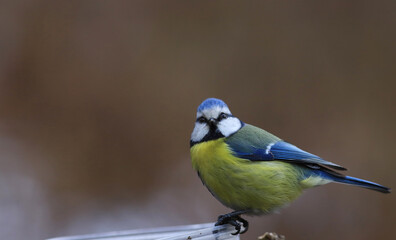 Portrait of a blue tit sitting sideways to the lens on a blurry brown background