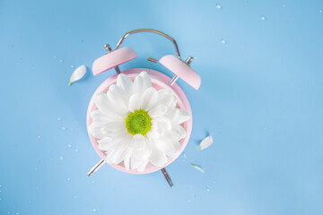 Spring Time Change flatlay. Summer back concept. Retro Vintage alarm Clock with fresh, beautiful white spring daisy flower on pastel blue background top view copy space