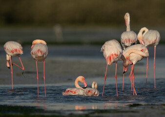 Greater Flamingos bathing, preening at Eker creek in the morning, Bahrain