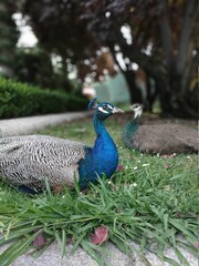 Obraz premium Pavos Reales