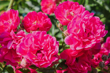 Beautiful red climbing rose in the summer garden.