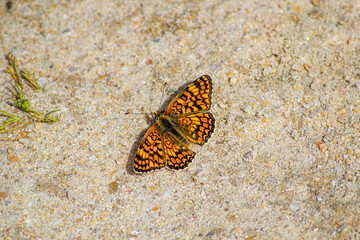 butterfly