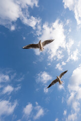 two seagulls flying side by side