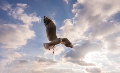 isolated flying seagull on blue background