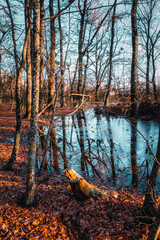 Sous bois, les derniers rayons de soleil